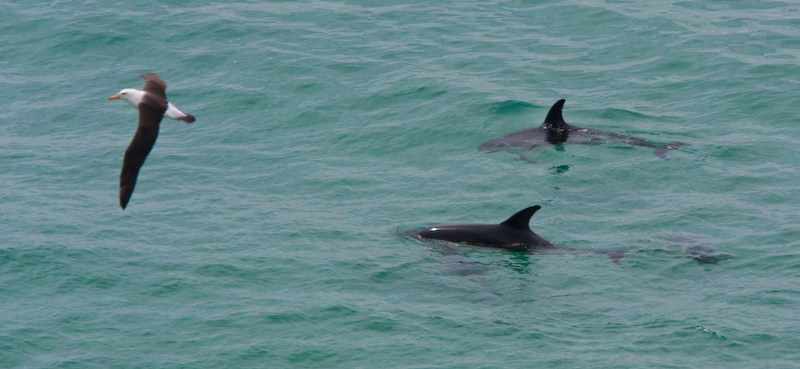 Black-Browed Albatross And Peales Dolphins